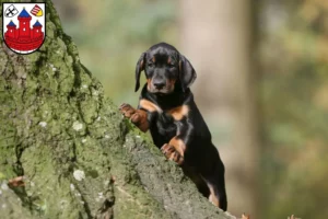 Mehr über den Artikel erfahren Dobermann Züchter und Welpen in Rotenburg (Wümme)