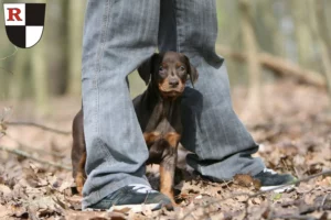 Mehr über den Artikel erfahren Dobermann Züchter und Welpen in Roth