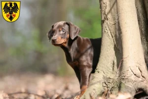 Mehr über den Artikel erfahren Dobermann Züchter und Welpen in Rottweil
