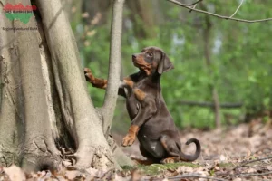 Mehr über den Artikel erfahren Dobermann Züchter und Welpen im Ruhrgebiet