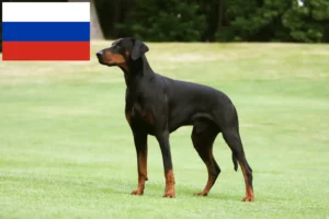 Mehr über den Artikel erfahren Dobermann Züchter und Welpen in Russland