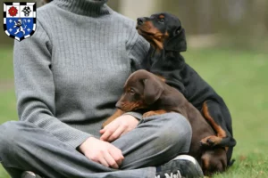 Mehr über den Artikel erfahren Dobermann Züchter und Welpen in Saarbrücken