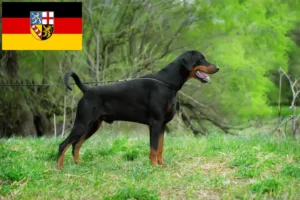 Mehr über den Artikel erfahren Dobermann Züchter und Welpen im Saarland