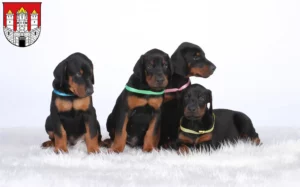 Mehr über den Artikel erfahren Dobermann Züchter und Welpen in Salzburg