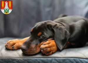 Mehr über den Artikel erfahren Dobermann Züchter und Welpen in Salzgitter