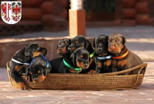 Mehr über den Artikel erfahren Dobermann Züchter und Welpen in Salzwedel