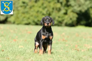 Mehr über den Artikel erfahren Dobermann Züchter und Welpen in Sangerhausen