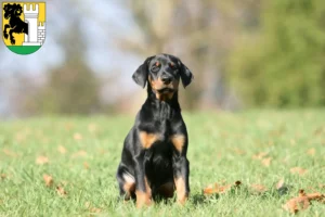 Mehr über den Artikel erfahren Dobermann Züchter und Welpen in Schaffhausen