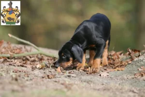 Mehr über den Artikel erfahren Dobermann Züchter und Welpen in Schleiz