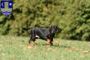 Mehr über den Artikel erfahren Dobermann Züchter und Welpen in Schleswig