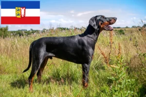 Mehr über den Artikel erfahren Dobermann Züchter und Welpen in Schleswig-Holstein
