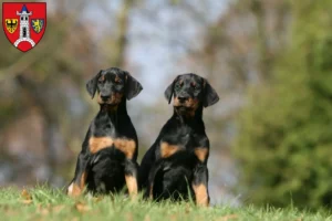 Mehr über den Artikel erfahren Dobermann Züchter und Welpen in Schwabach
