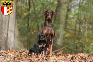 Mehr über den Artikel erfahren Dobermann Züchter und Welpen in Schwaben