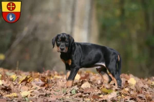 Mehr über den Artikel erfahren Dobermann Züchter und Welpen in Schwäbisch Hall