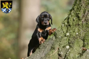 Mehr über den Artikel erfahren Dobermann Züchter und Welpen in Schwandorf