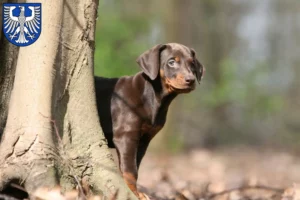 Mehr über den Artikel erfahren Dobermann Züchter und Welpen in Schweinfurt