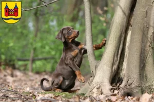 Mehr über den Artikel erfahren Dobermann Züchter und Welpen in Schwelm