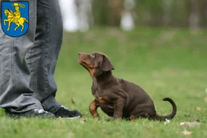 Mehr über den Artikel erfahren Dobermann Züchter und Welpen in Schwerin