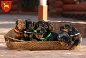 Mehr über den Artikel erfahren Dobermann Züchter und Welpen in Sigmaringen