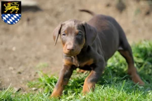 Mehr über den Artikel erfahren Dobermann Züchter und Welpen in Simmern/Hunsrück