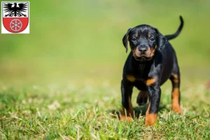 Mehr über den Artikel erfahren Dobermann Züchter und Welpen in Sömmerda