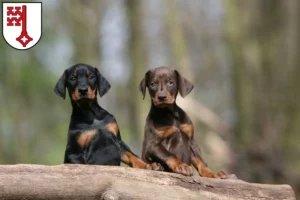 Mehr über den Artikel erfahren Dobermann Züchter und Welpen in Soest