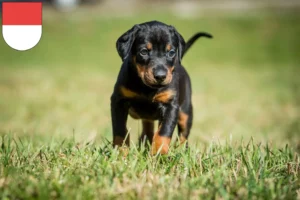 Mehr über den Artikel erfahren Dobermann Züchter und Welpen in Solothurn