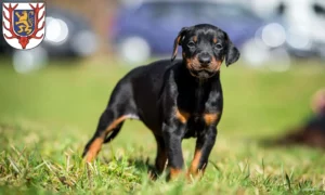 Mehr über den Artikel erfahren Dobermann Züchter und Welpen in Sondershausen