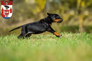 Mehr über den Artikel erfahren Dobermann Züchter und Welpen in Spandau