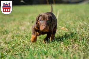 Mehr über den Artikel erfahren Dobermann Züchter und Welpen in Speyer