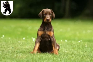 Mehr über den Artikel erfahren Dobermann Züchter und Welpen in St. Gallen