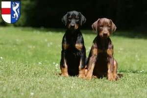 Mehr über den Artikel erfahren Dobermann Züchter und Welpen in St. Pölten