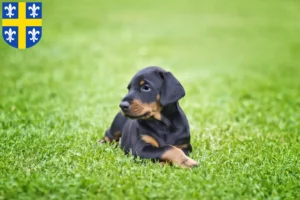 Mehr über den Artikel erfahren Dobermann Züchter und Welpen in St. Wendel