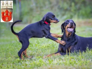 Mehr über den Artikel erfahren Dobermann Züchter und Welpen in Stadthagen