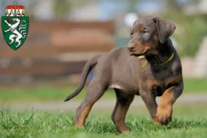 Mehr über den Artikel erfahren Dobermann Züchter und Welpen in der Steiermark