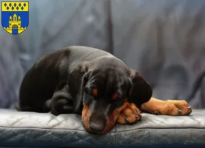 Mehr über den Artikel erfahren Dobermann Züchter und Welpen in Steinfurt