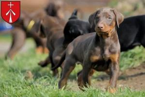 Mehr über den Artikel erfahren Dobermann Züchter und Welpen in Stralsund