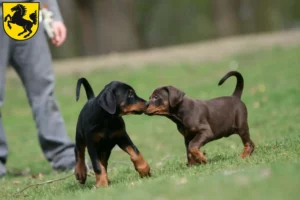 Mehr über den Artikel erfahren Dobermann Züchter und Welpen in Stuttgart