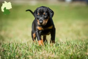 Mehr über den Artikel erfahren Dobermann Züchter und Welpen in Süddeutschland