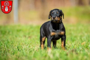 Mehr über den Artikel erfahren Dobermann Züchter und Welpen in Tauberbischofsheim