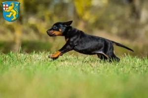 Mehr über den Artikel erfahren Dobermann Züchter und Welpen in Taunusstein