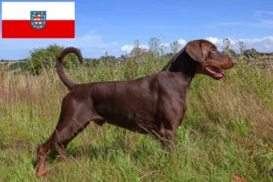 Mehr über den Artikel erfahren Dobermann Züchter und Welpen in Thüringen