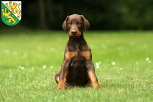 Mehr über den Artikel erfahren Dobermann Züchter und Welpen in Thurgau