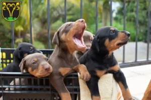 Mehr über den Artikel erfahren Dobermann Züchter und Welpen in Traunstein