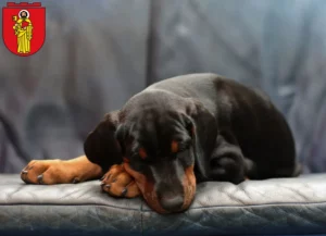 Mehr über den Artikel erfahren Dobermann Züchter und Welpen in Trier