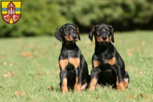 Mehr über den Artikel erfahren Dobermann Züchter und Welpen in der Uckermark