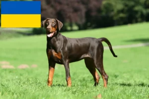 Mehr über den Artikel erfahren Dobermann Züchter und Welpen in der Ukraine