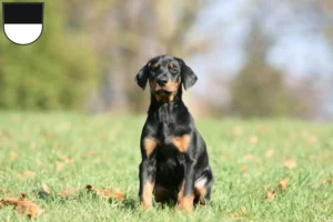 Mehr über den Artikel erfahren Dobermann Züchter und Welpen in Ulm