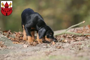 Mehr über den Artikel erfahren Dobermann Züchter und Welpen in Unna