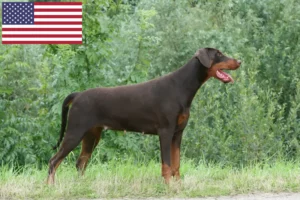 Mehr über den Artikel erfahren Dobermann Züchter und Welpen in den USA